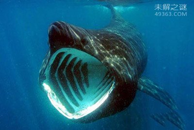 加勒比海姥鲨重现海洋，人类成为姥鲨的天敌366 / 作者:UFO爱好者 / 帖子ID:68259