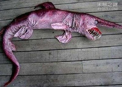 加勒比海姥鲨重现海洋，人类成为姥鲨的天敌501 / 作者:UFO爱好者 / 帖子ID:68259