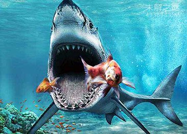 海洋生物学家澄清公众对鲨鱼的普遍误解910 / 作者:UFO爱好者 / 帖子ID:68021