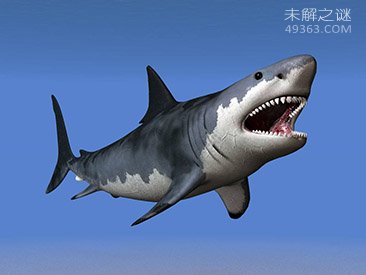 海洋生物学家澄清公众对鲨鱼的普遍误解542 / 作者:UFO爱好者 / 帖子ID:68021
