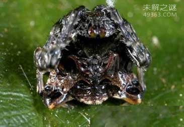 八种超能力蜘蛛 鸟粪蜘蛛是伪装高手420 / 作者:UFO爱好者 / 帖子ID:75593