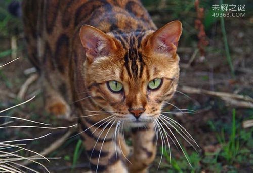 萨凡纳猫是什么猫? 家养豹猫有几种?22 / 作者:UFO爱好者 / 帖子ID:75472