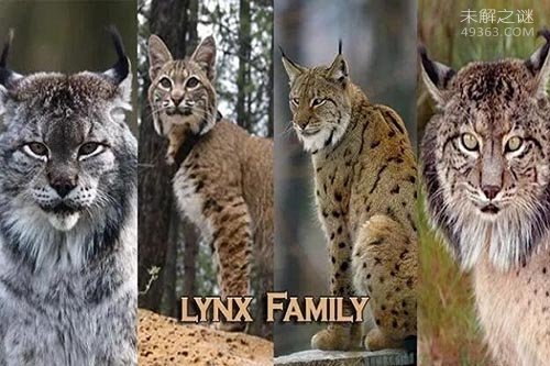 西班牙猞猁 全世界最濒临灭绝的猫科动物之一154 / 作者:UFO爱好者 / 帖子ID:75473