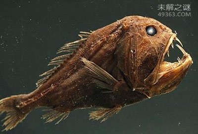 你没见过的五种深海怪鱼,小妖精鲨鱼至今仍是个谜471 / 作者:UFO爱好者 / 帖子ID:75008