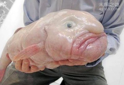 你没见过的五种深海怪鱼,小妖精鲨鱼至今仍是个谜979 / 作者:UFO爱好者 / 帖子ID:75008