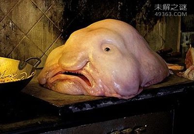 你没见过的五种深海怪鱼,小妖精鲨鱼至今仍是个谜626 / 作者:UFO爱好者 / 帖子ID:75008