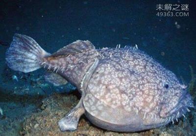 你没见过的五种深海怪鱼,小妖精鲨鱼至今仍是个谜685 / 作者:UFO爱好者 / 帖子ID:75008