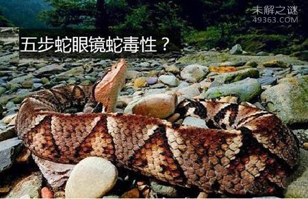 尖吻蝮为什么叫五步蛇，五步蛇为什么长的那么慢438 / 作者:UFO爱好者 / 帖子ID:75007