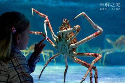 巨型海蜘蛛体长3米模样骇人 深海奇异生物盘点709 / 作者:UFO爱好者 / 帖子ID:74894
