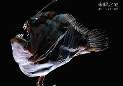 巨型海蜘蛛体长3米模样骇人 深海奇异生物盘点151 / 作者:UFO爱好者 / 帖子ID:74894