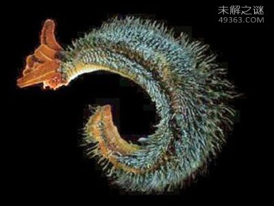 巨型海蜘蛛体长3米模样骇人 深海奇异生物盘点418 / 作者:UFO爱好者 / 帖子ID:74894
