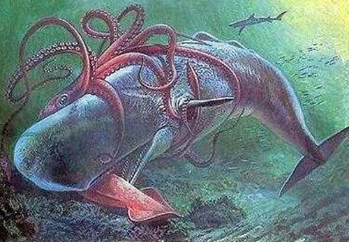 人类首拍乌贼中体型最大的大王乌贼真容373 / 作者:UFO爱好者 / 帖子ID:74893