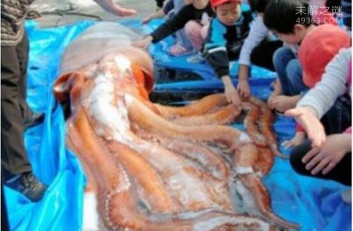 人类首拍乌贼中体型最大的大王乌贼真容151 / 作者:UFO爱好者 / 帖子ID:74893