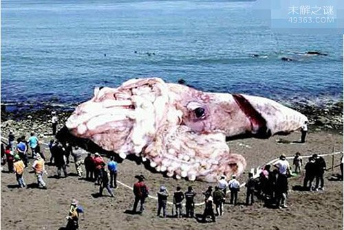 人类首拍乌贼中体型最大的大王乌贼真容179 / 作者:UFO爱好者 / 帖子ID:74893