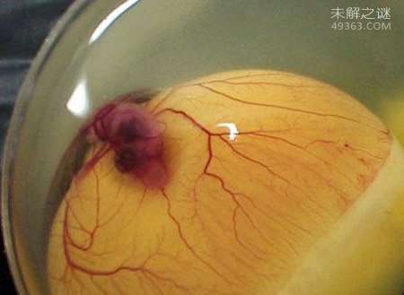 最伟大的未解之谜：生命是怎样出现的？101 / 作者:UFO爱好者 / 帖子ID:71982