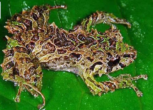 拥有特殊能力动物，水螅竟有不死之身（比金刚狼还猛）837 / 作者:UFO爱好者 / 帖子ID:73933