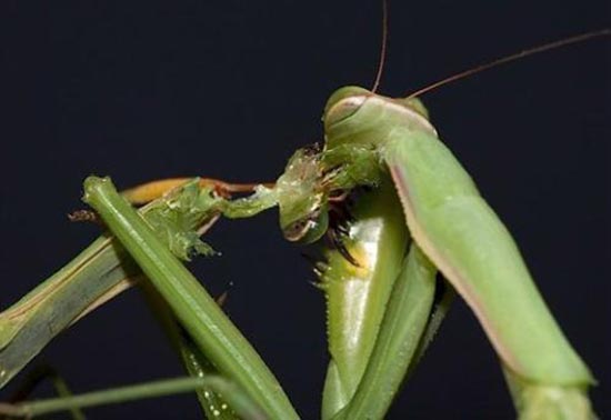动物界“玄武门事件”, 沙虎鲨腹中胎儿的生死之斗330 / 作者:UFO爱好者 / 帖子ID:73415
