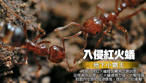 红火蚁为什么会入侵我国？数量较2016年翻一倍781 / 作者:UFO爱好者 / 帖子ID:73177