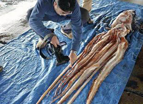 触手比身体长20倍的大王乌贼：8米长667 / 作者:UFO爱好者 / 帖子ID:72154