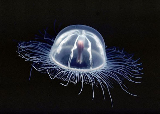科学家研制出新型薄膜:能使物体在红外线下隐形375 / 作者:UFO爱好者 / 帖子ID:67287