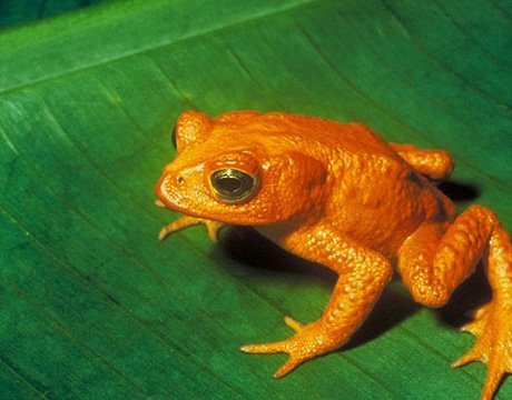 40年十一大灭绝珍稀动物 生物或面临再次大灭绝87 / 作者:UFO爱好者 / 帖子ID:71615