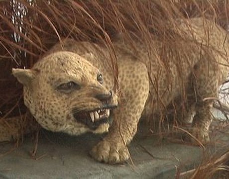 40年十一大灭绝珍稀动物 生物或面临再次大灭绝177 / 作者:UFO爱好者 / 帖子ID:71615