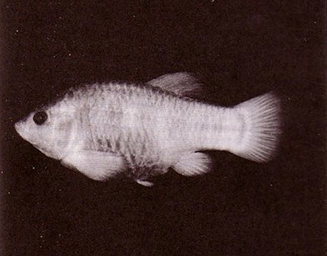 40年十一大灭绝珍稀动物 生物或面临再次大灭绝24 / 作者:UFO爱好者 / 帖子ID:71615