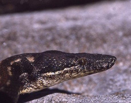 40年十一大灭绝珍稀动物 生物或面临再次大灭绝400 / 作者:UFO爱好者 / 帖子ID:71615