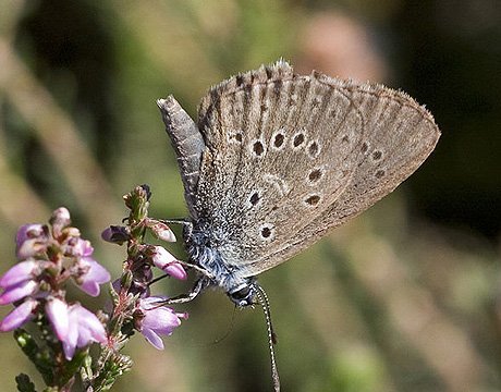 40年十一大灭绝珍稀动物 生物或面临再次大灭绝110 / 作者:UFO爱好者 / 帖子ID:71615
