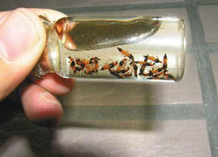 硫酸蚁该如何消灭：人被硫酸蚁咬后怎么处理?218 / 作者:UFO爱好者 / 帖子ID:71435