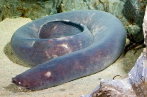 帆蜥鱼惊现美国海滩：自于史前时代的鱼类（异常凶猛）977 / 作者:UFO爱好者 / 帖子ID:70894