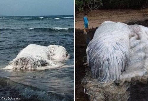 世界各地水怪之谜124 / 作者:UFO爱好者 / 帖子ID:67164 世界各地水怪之谜124 / 作者:UFO爱好者 / 帖子ID:67164