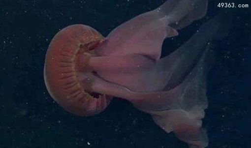 深海中的摄魂怪：冥河水母为什么那么恐怖46 / 作者:UFO爱好者 / 帖子ID:67111