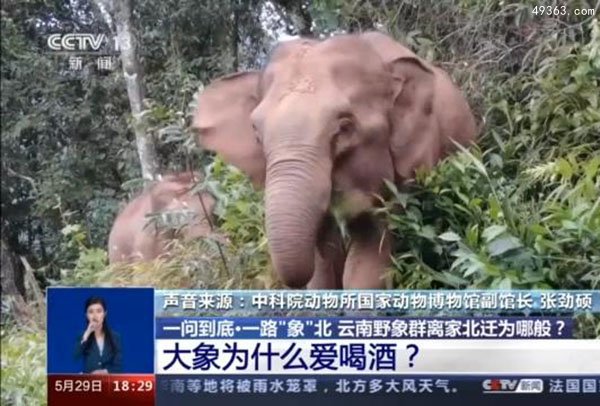 拥有陆地最大的脑袋的大象(同时拥有最大耳朵)238 / 作者:UFO爱好者 / 帖子ID:67061