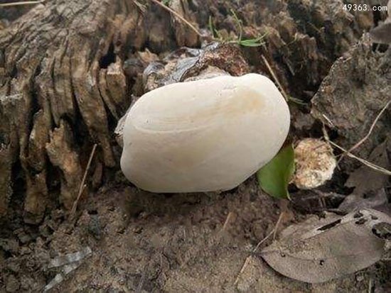马勃菌为什么不能碰? 印第安人的“催泪弹”870 / 作者:UFO爱好者 / 帖子ID:67531
