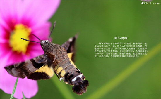 产于美国的稀有昆虫蜂鸟鹰蛾惊现湖南907 / 作者:UFO爱好者 / 帖子ID:67284