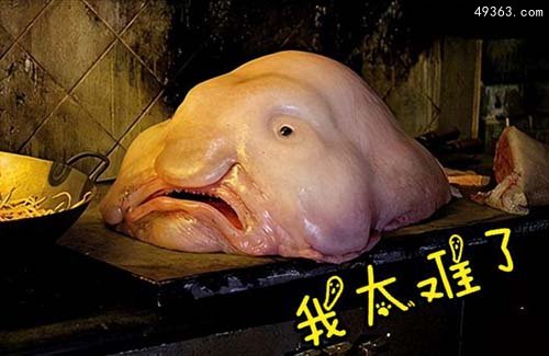 世界上最丑动物“水滴鱼”长着一张幽怨的脸273 / 作者:UFO爱好者 / 帖子ID:67058
