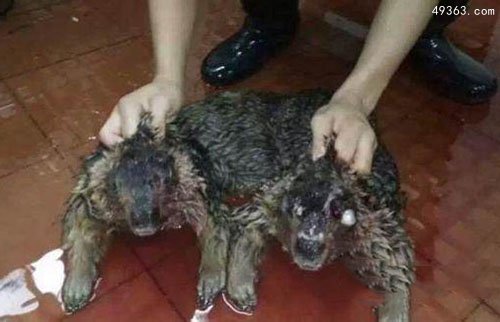 水猴子水鬼图片 传说中的水鬼705 / 作者:UFO爱好者 / 帖子ID:67000