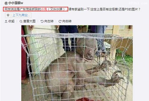 水猴子水鬼图片 传说中的水鬼461 / 作者:UFO爱好者 / 帖子ID:67000