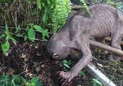 水猴子水鬼图片 传说中的水鬼544 / 作者:UFO爱好者 / 帖子ID:67000