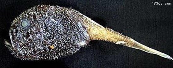 深海怪鱼被冲上沙滩，月亮鱼十分罕见561 / 作者:UFO爱好者 / 帖子ID:66998