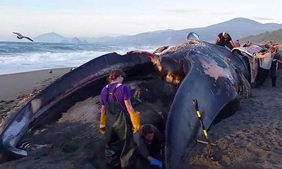 蓝鲸惨死漂浮海面可能被船撞死，蓝鲸要灭绝吗?668 / 作者:UFO爱好者 / 帖子ID:66997