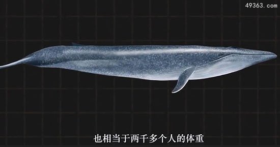 蓝鲸惨死漂浮海面可能被船撞死，蓝鲸要灭绝吗?344 / 作者:UFO爱好者 / 帖子ID:66997