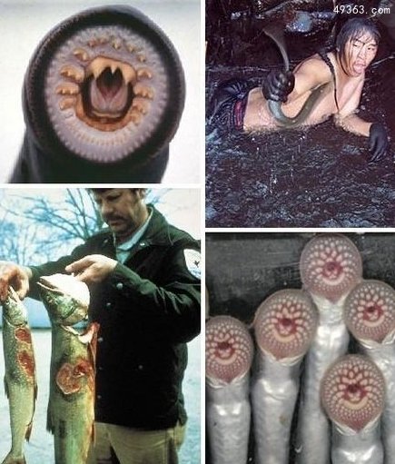 10大可怕“吸血鬼” ：七鳃鳗嘴巴似圆锯65 / 作者:UFO爱好者 / 帖子ID:66955
