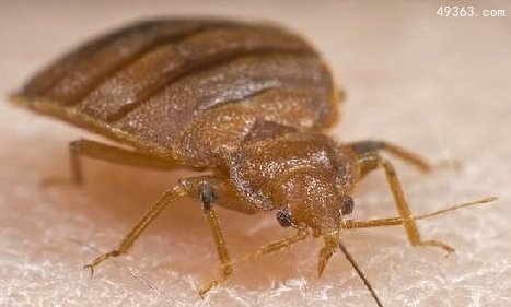 10大可怕“吸血鬼” ：七鳃鳗嘴巴似圆锯577 / 作者:UFO爱好者 / 帖子ID:66955