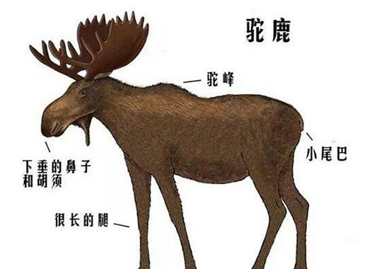 欧美猎人最着迷的猎物：驼鹿(堪比骆驼)888 / 作者:UFO爱好者 / 帖子ID:66953