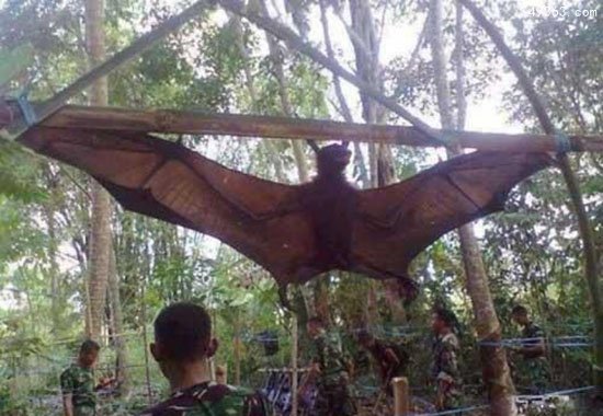 世界最大蝙蝠狐蝠几年之内走向灭绝238 / 作者:UFO爱好者 / 帖子ID:66825