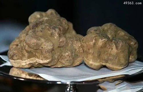 松露是什么?世界上最贵的松露多少钱869 / 作者:UFO爱好者 / 帖子ID:66820