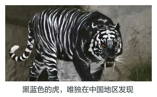 黑蓝虎竟在北京密云发现过?黑蓝虎是否真实存在855 / 作者:UFO爱好者 / 帖子ID:66817