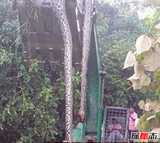 真实存在！世界上挖出四巨兽,越南竟有哥斯拉464 / 作者:UFO爱好者 / 帖子ID:105781